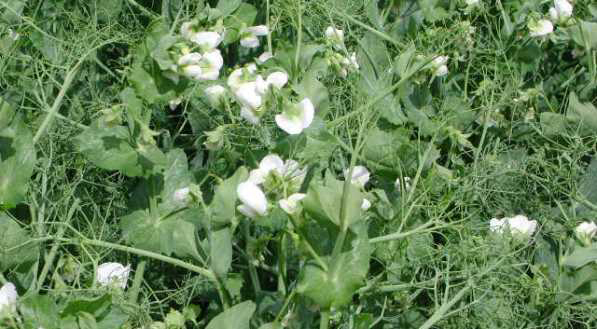 Pulses
